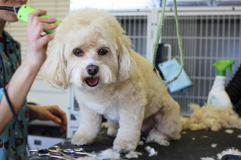 toiletteur-LE LAVANDOU-min_white_dog_grooming_pet_pet_grooming_salon_groomer_fur-678977